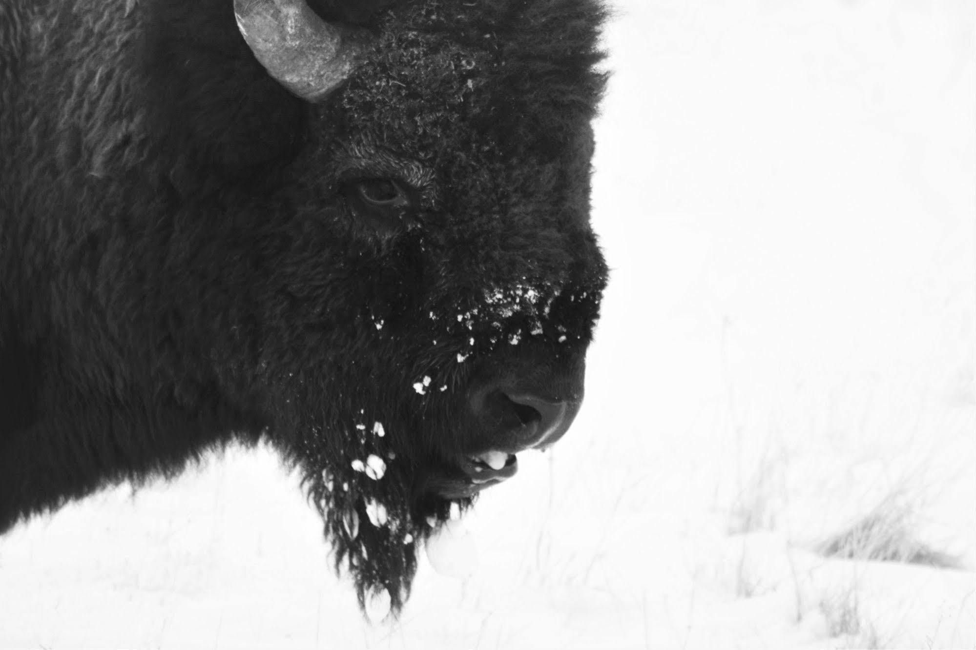 Brandin' Iron Inn West Yellowstone Luaran gambar